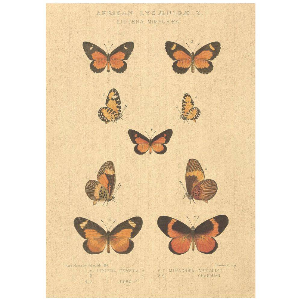Flax Art Poster | Encyclopedia Butterfly C | FWP-AP-EN2C